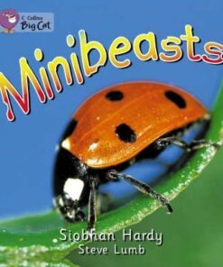 Minibeasts - Siobhan Hardy