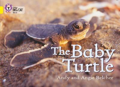 The Baby Turtle - Andy Belcher
