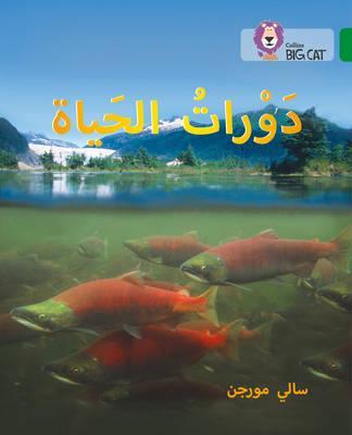 Life Cycles: Level 15 (Collins Big Cat Arabic Reading Programme) - Sally Morgan