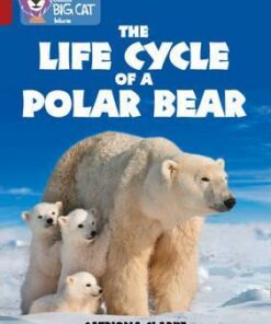 Life Cycle Of A Polar Bear - Catriona Clarke