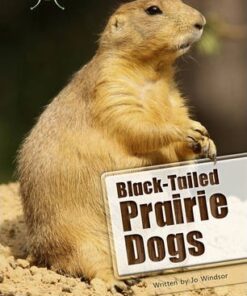 BC NF White B/2A Black-Tailed Prairie Dogs: BC NF White B/2A Black-tailed Prairie Dogs NF White B/2a - Jo Windsor