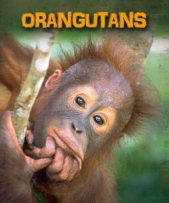 Orangutans - Buffy Silverman