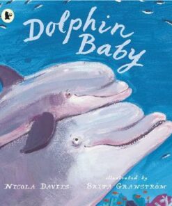 Dolphin Baby - Nicola Davies