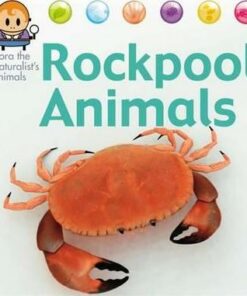 Nora the Naturalist's Animals: Rock Pool Animals - David West