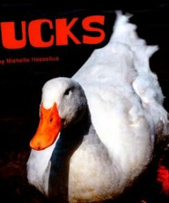 Ducks - Michelle M. Hasselius
