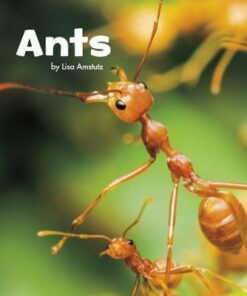 Ants - Lisa J. Amstutz