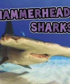 Hammerhead Sharks - Deborah Nuzzolo