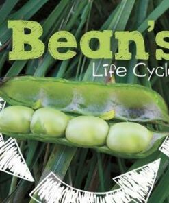 A Bean's Life Cycle - Mary R. Dunn