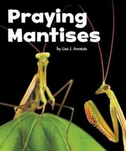 Praying Mantises - Lisa J. Amstutz