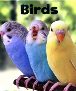 Birds - Lisa J. Amstutz