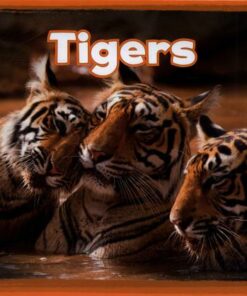 Tigers - Kathryn Clay