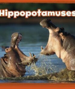 Hippopotamuses - Kathryn Clay