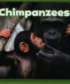 Chimpanzees - Kathryn Clay