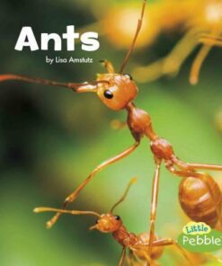 Ants - Lisa J Amstutz