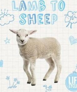 Lamb to Sheep - Holly Duhig
