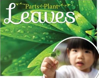 Leaves - Gemma McMullen