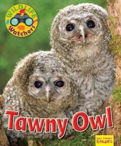 Wildlife Watchers: Tawny Owl: 2017 - Ruth Owen