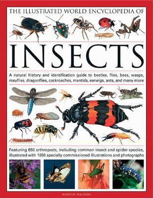 The Illustrated World Encyclopaedia of Insects: A Natural History and Identification Guide to Beetles