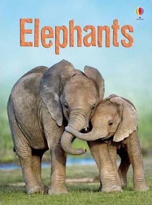 Elephants - James Maclaine