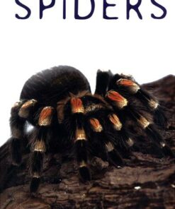 Spiders - Paul Sterry