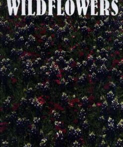 Wildflowers - Andrew Cleave