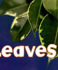 Leaves - Vijaya Khisty Bodach