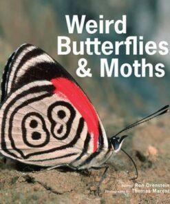 Weird Butterflies & Moths - Ronald Orenstein