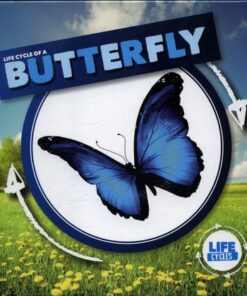 Life Cycle of a Butterfly - Kirsty Holmes