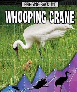 Bringing Back the Whooping Crane - Rachel Stuckey - 9780778749394