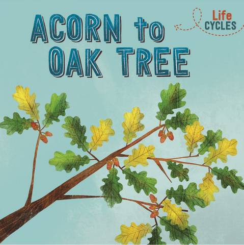 Life Cycles: Acorn to Oak Tree - Rachel Tonkin - 9781526310279
