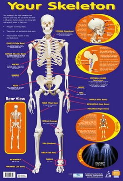 Your Skeleton Poster -  - 9781904217329