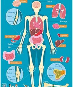 Collins Children's Poster: Human Body - Steve Evans - 9780008304812