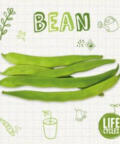 Life Cycle of a Bean - Kirsty Holmes - 9781839271564