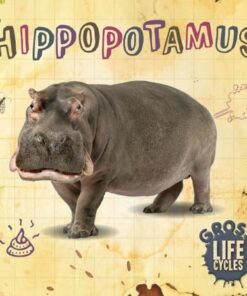 Gross Life Cycles: Hippopotamus - William Anthony - 9781839274794