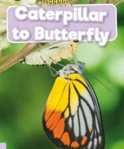 BookLife Non Fiction Readers Level 00 Lilac: Caterpillar to Butterfly - William Anthony - 9781839278938