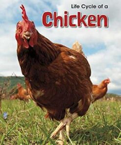 Life Cycle of a Chicken Big Book - Angela Royston - 9781484627945
