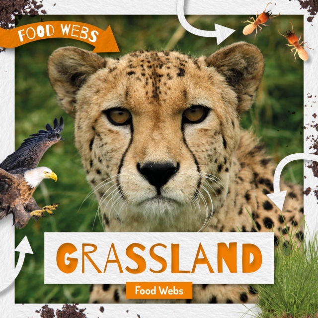 Food Webs: Grassland Food Webs 3 9781786376220 4